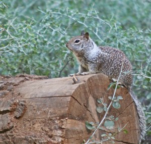 Wildlife Photography – Catching Them By Surprise