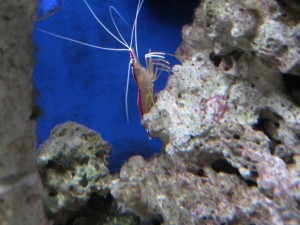 Prawn