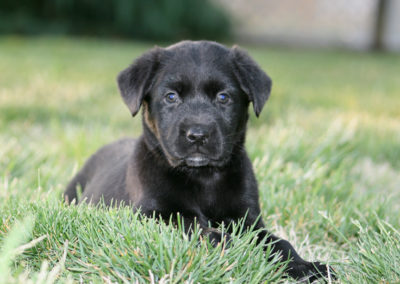 Black Lab