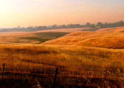 Sonoma Field