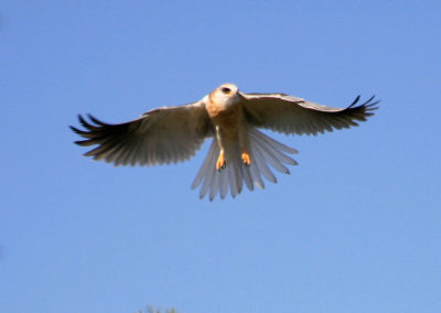Kite Hawk