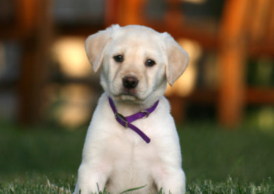 Yellow Lab