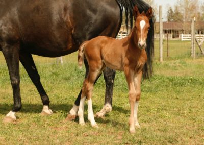 Donegan as Foal